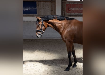 Andalusian, Gelding, 11 years, 16 hh, Brown