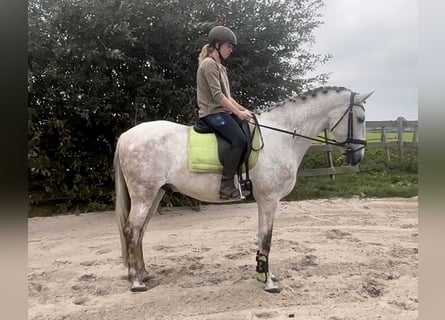 Andalusian, Gelding, 11 years, 16 hh, Gray-Dapple