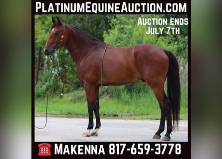 Andalusian, Gelding, 12 years, 15.1 hh, Bay