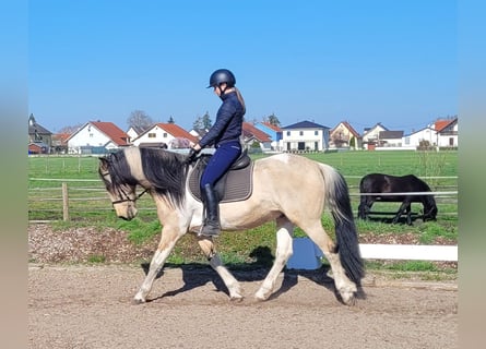 Andalusian Mix, Gelding, 12 years, 15.1 hh, Pinto