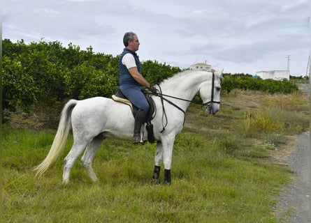 Andalusian, Gelding, 12 years, 15,2 hh, Grey