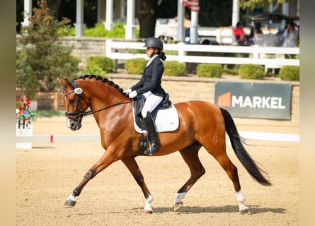 Andalusian, Gelding, 14 years, 16 hh, Brown