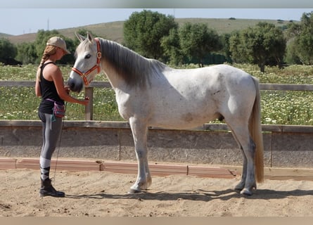 Andalusian, Gelding, 15 years, 14.2 hh, Gray-Dapple
