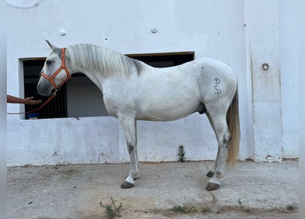 Andalusian, Gelding, 15 years, 15.1 hh, Grey