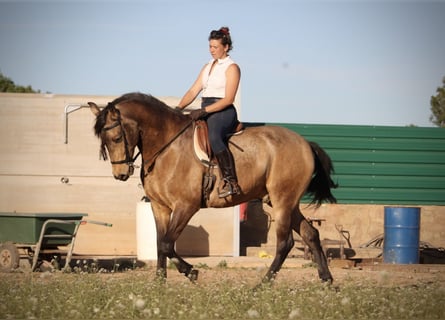 Andalusian, Gelding, 16 years, 16.2 hh, Buckskin