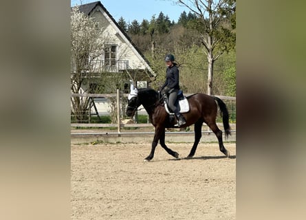 Andalusian, Gelding, 17 years, 16 hh, Black