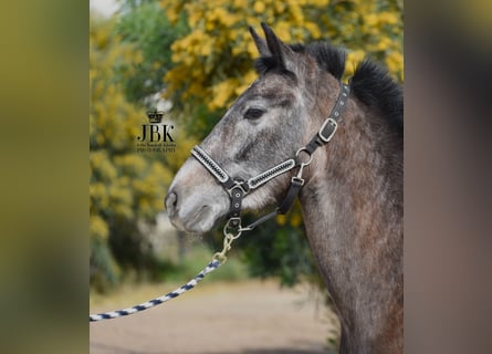 Andalusian, Gelding, 1 year, 14,3 hh, Gray