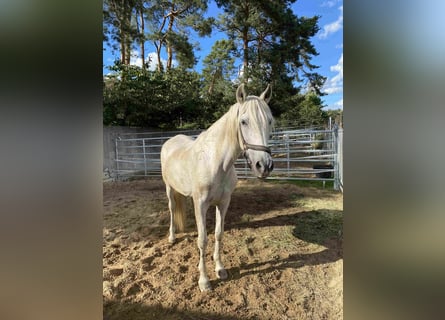Andalusian, Gelding, 21 years, 15 hh, Grey