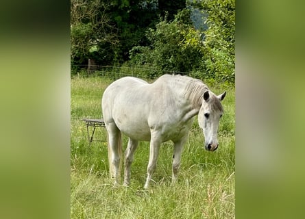 Andalusian, Gelding, 25 years, 15,2 hh, Gray