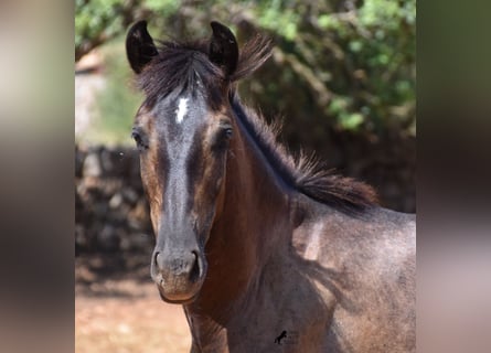 Andalusian, Gelding, 2 years, 14.2 hh, Gray
