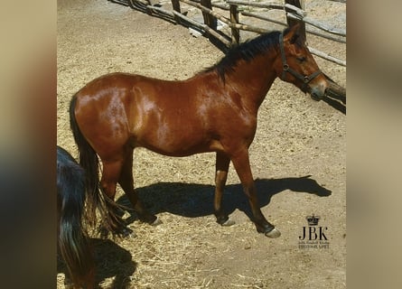 Andalusian, Gelding, 2 years, 15.1 hh, Brown