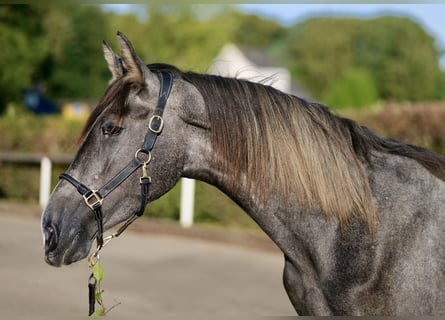 Andalusian, Gelding, 2 years, 15.2 hh, Gray-Dapple