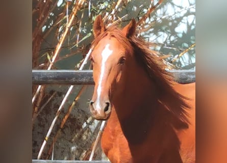 Andalusian, Gelding, 2 years, 15,3 hh, Chestnut-Red