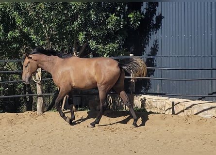 Andalusian, Gelding, 2 years, 15 hh, Brown Falb mold