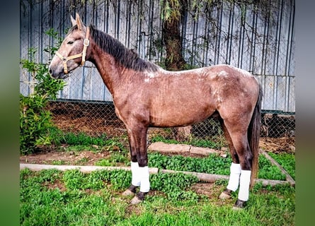 Andalusian, Gelding, 3 years, 14.2 hh, Brown Falb mold