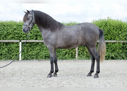 Andalusian, Gelding, 3 years, 14.2 hh, Gray-Blue-Tan