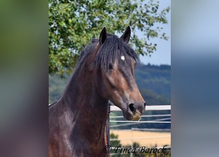 Andalusian, Gelding, 3 years, 14.2 hh, Smoky-Black