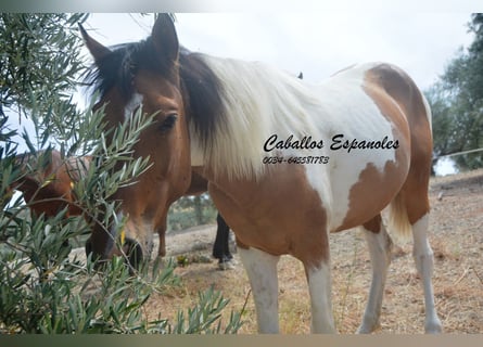 Andalusian, Gelding, 3 years, 14.3 hh, Pinto
