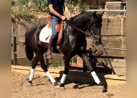 Andalusian, Gelding, 3 years, 15.1 hh, Bay-Dark