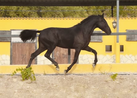 Andalusier, Wallach, 3 Jahre, 15,1 hh, Rappe