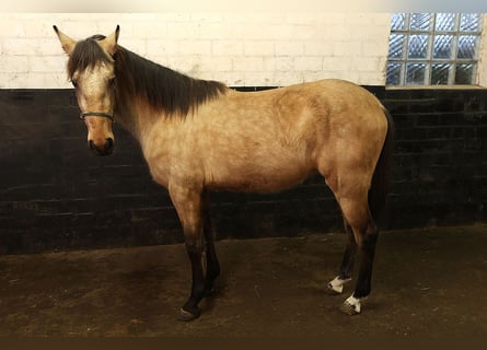 Andalusian, Gelding, 3 years, 15.1 hh, Buckskin