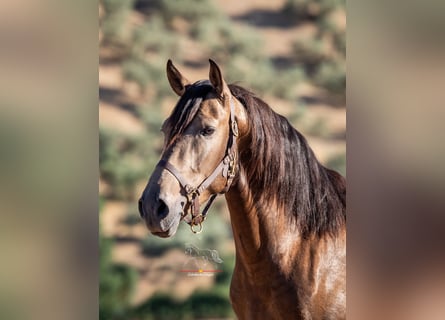 Andalusian, Gelding, 3 years, 15.1 hh, Dun