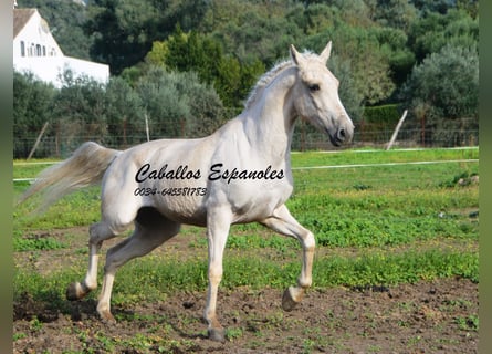 Andalusian, Gelding, 3 years, 15.1 hh, Palomino