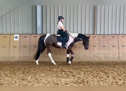 Andalusian, Gelding, 3 years, 15,1 hh, Pinto