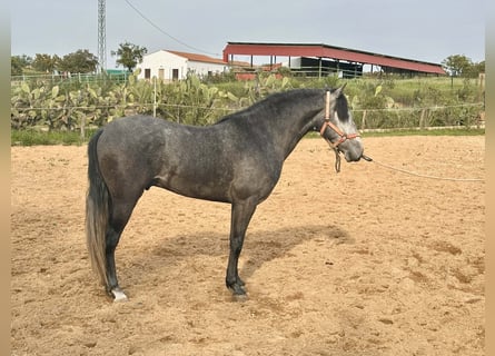 Andalusian, Gelding, 3 years, 15.2 hh, Grey