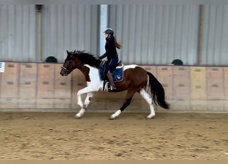 Andalusian, Gelding, 3 years, 15,2 hh, Pinto