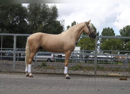Andalusian Mix, Gelding, 3 years, 15.3 hh, Palomino