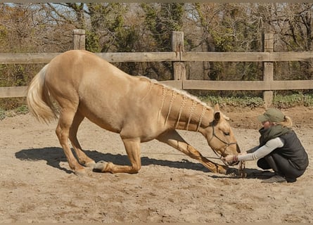 Andalusian, Gelding, 3 years, 15,1 hh, Palomino