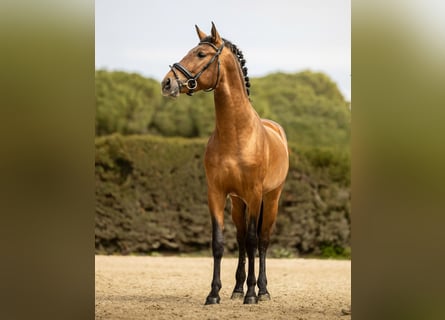 Andalusian, Gelding, 3 years, 15,2 hh, Brown