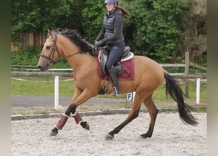 Andalusian, Gelding, 3 years, 15,2 hh, Dun