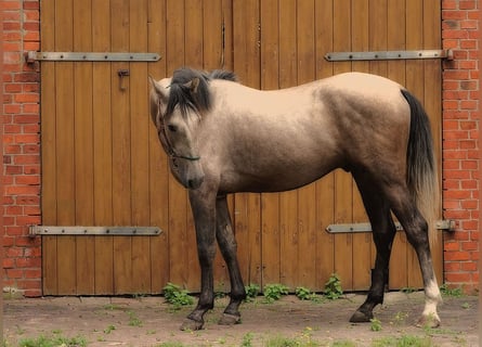 Andalusian, Gelding, 3 years, 15,3 hh, Buckskin