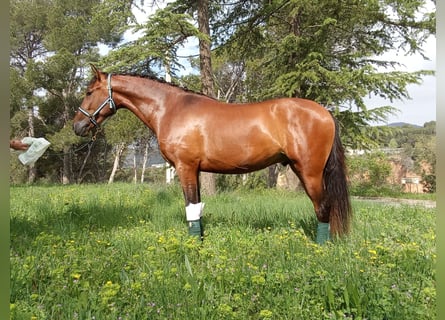 Andalusian, Gelding, 3 years, 16.1 hh, Bay