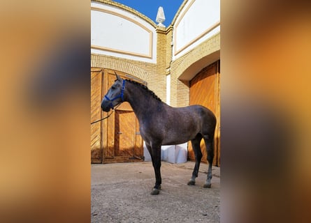 Andalusian, Gelding, 3 years, 16.2 hh, Gray