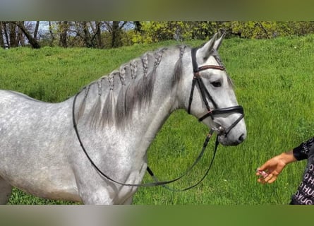 Andalusian Mix, Gelding, 4 years, 14.1 hh, Gray