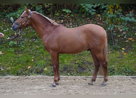 Andalusian, Gelding, 4 years, 14,2 hh, Chestnut