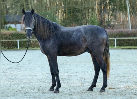 Andalusian, Gelding, 4 years, 14,2 hh, Gray-Dark-Tan