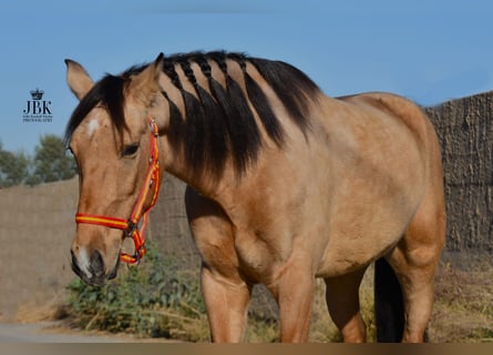 Andalusian, Gelding, 4 years, 14.3 hh, Dun