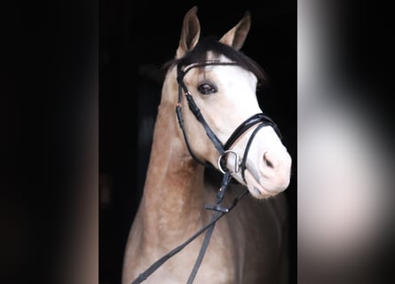 Andalusian Mix, Gelding, 4 years, 14.3 hh, Pinto
