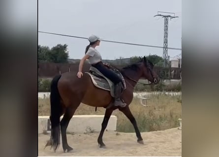 Andalusian, Gelding, 4 years, 15.1 hh, Bay