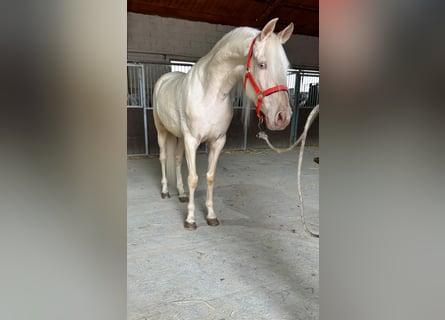 Andalusian, Gelding, 4 years, 15,2 hh, Cremello