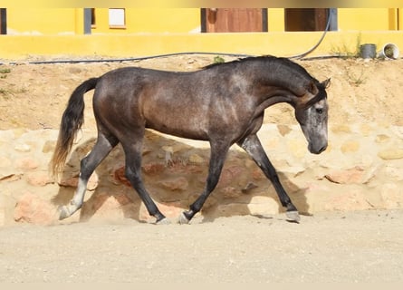 Andalusier, Wallach, 4 Jahre, 15,2 hh, Schimmel