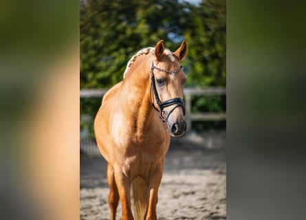Andalusian, Gelding, 4 years, 15.2 hh, Palomino