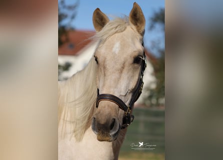 Andalusian, Gelding, 4 years, 15,2 hh, Palomino