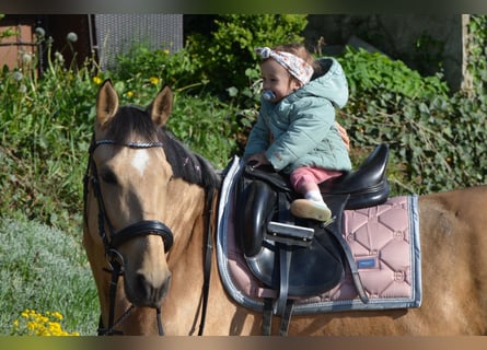Andalusian, Gelding, 4 years, 15 hh, Buckskin