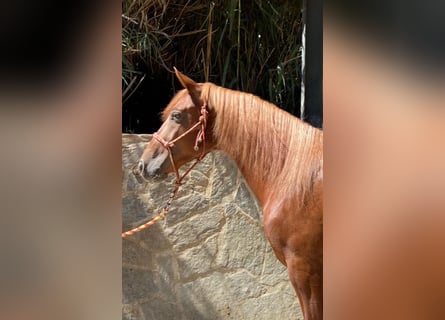 Andalusian, Gelding, 4 years, 15 hh, Chestnut-Red