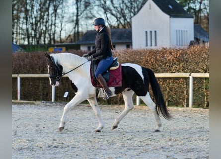 Andalusian, Gelding, 4 years, 15 hh, Pinto